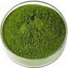 Wheat Grass Powder